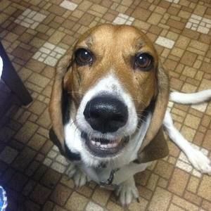 Meet your Posher, Annette